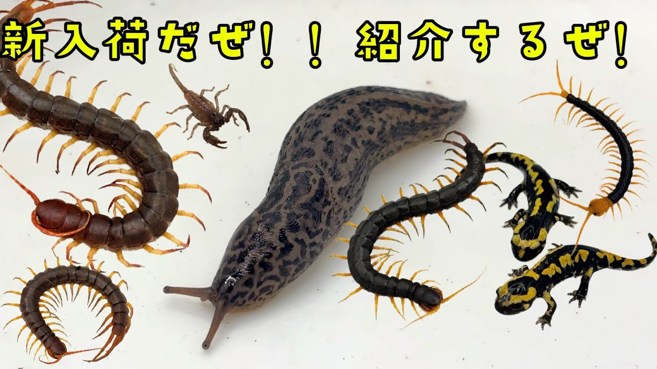 New Arrivals] Introducing the new animals that arrived on May 16th