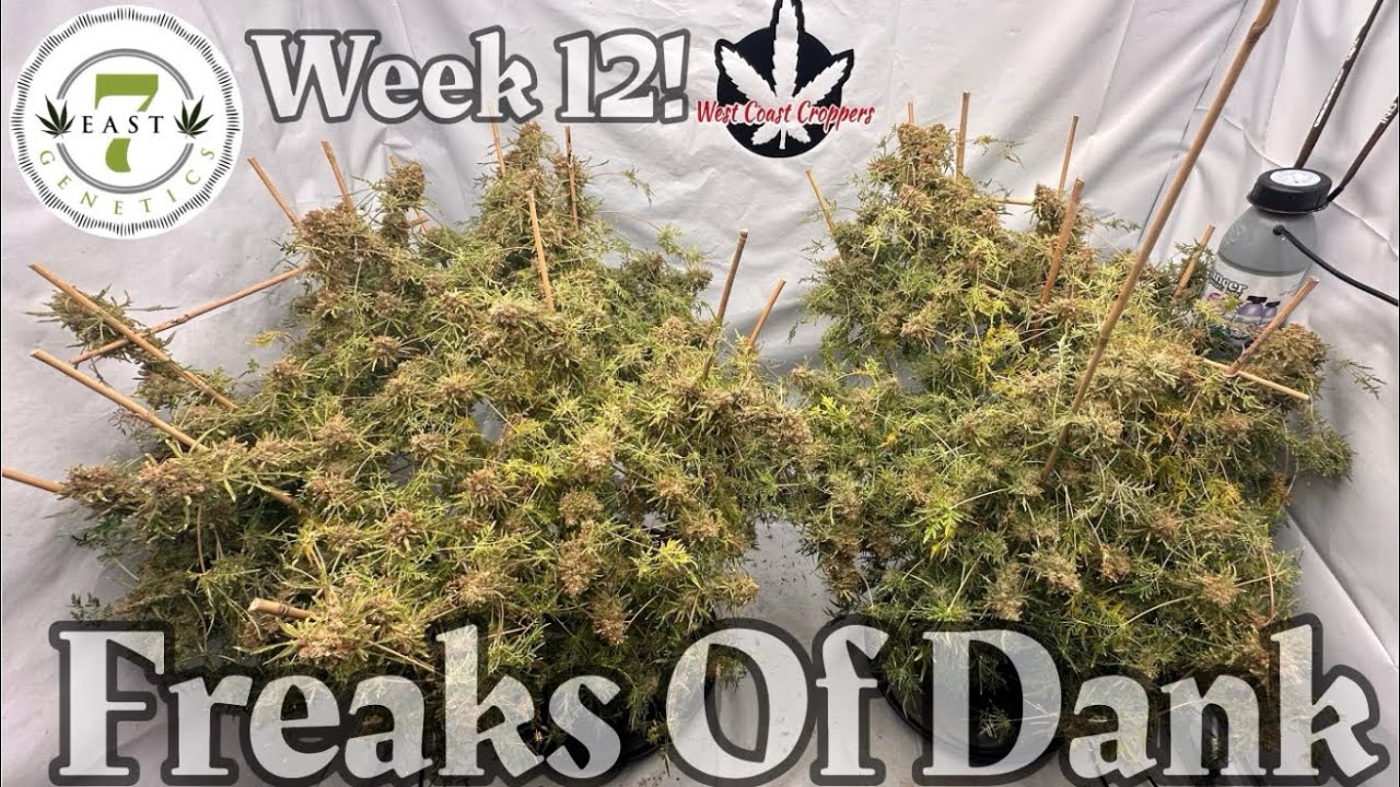 7EastGenetics Freaks Of Dank wk TWELVE  flower under 
