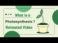 Photosynthesis - An animated explanation video. Photosynthesis science educational video. #science