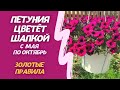 Как вырастить петунию, чтобы она цвела пышной шапкой с мая по октябрь месяц.