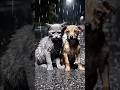 They Were Left Alone in the Rain… Until This Moment Changed Everything 😢