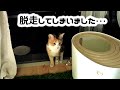 【絶望】保護した元野良猫が脱走してしまいました・・・