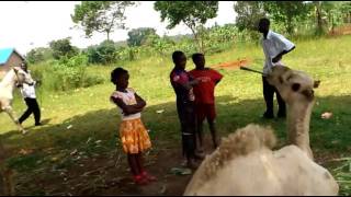Uganda Equator Horses