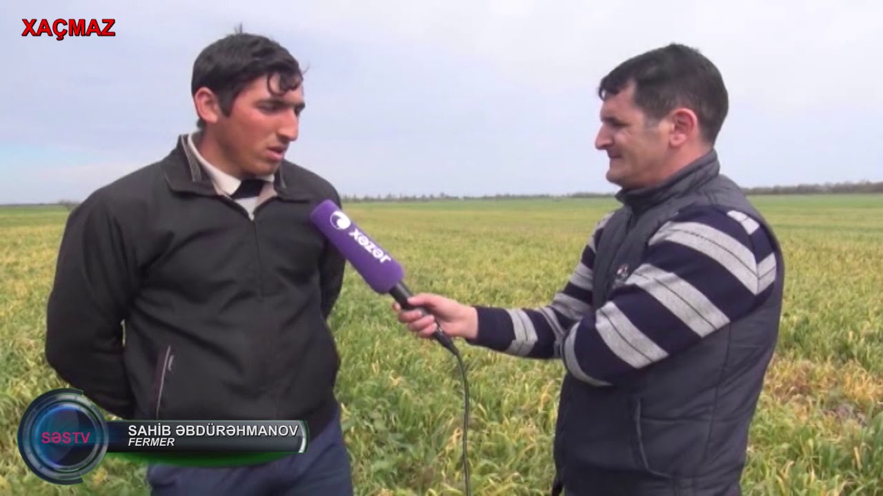 Xaçmazda keyfiyyətsiz dərmanlar əkin sahələrini necə məhv edib