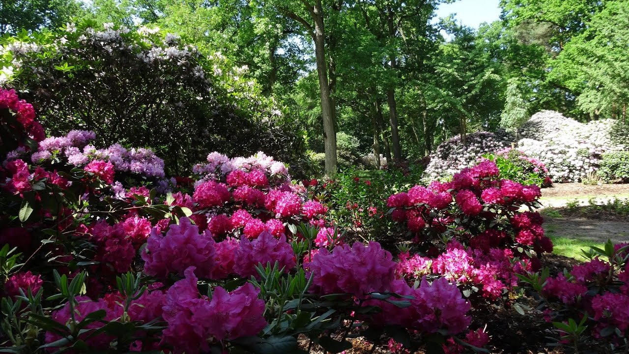Baden Baden - Wenn Rhododendron und Azaleen blühen