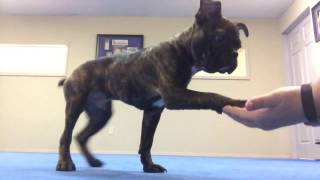 Louie The Frenchton Puppy Nail Trim Training by Manners Matter Dog Training and Daycare 7,399 views 7 years ago 3 minutes, 44 seconds