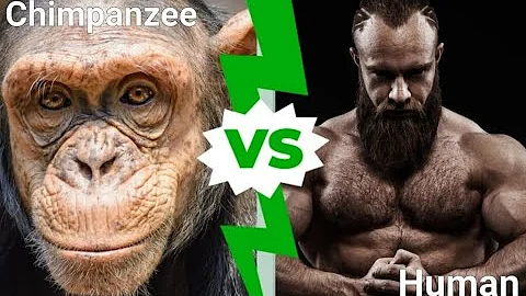 Chimp vs Human  Animal Intelligence - DayDayNews