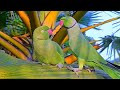 Green Parrot Talking Natural Sounds Green Parrot Talking Natural Sounds