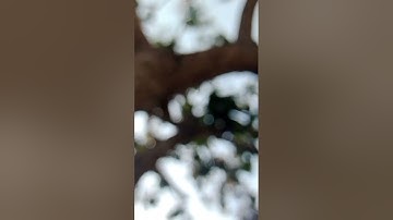 Slow Motion Video Of Tree / Mango Tree Slow Motion Video/Cinematic short