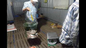 Chuyến đi Trúng Cá Cóc mà Tra nó phá quá phá - Điểm câu và bài mồi ở cuối clip - carp fishing