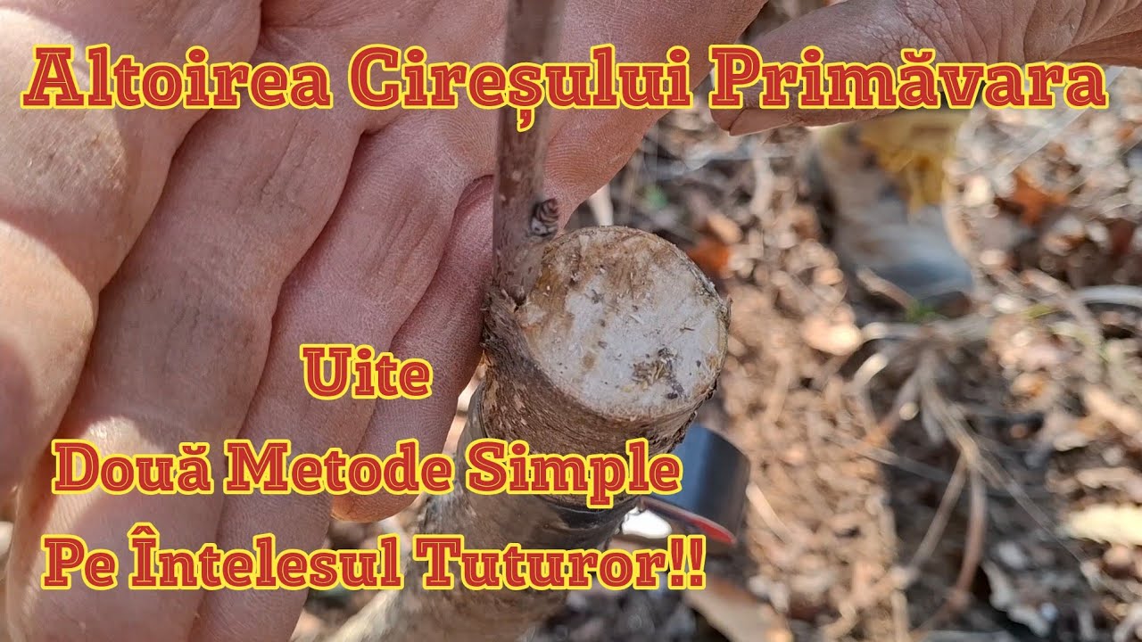 Весенняя прививка вишни Два простых метода на всеобщее понимание