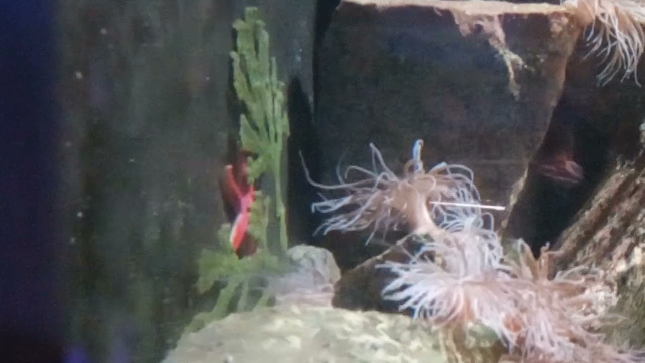 Bloody Henry Starfish (Henricia oculata)