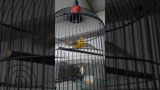 Download Lagu The singging of BLACKEN BIRD - HYBIRD ( BLACTROATH-CANARY ) MP3