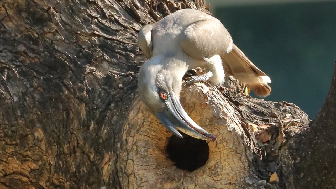 Indian Grey Hornbill: Nesting Site धनेश (Credit: Ravi Dumpala)