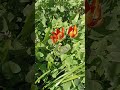 #flowers #street #flowerdecorationideas #beautifulflowers #trending #viral #viralvideo