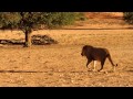 Lions at kijkij in the kgalagadi transfrontier park