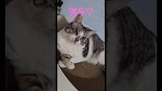 #애기때#한쪽#눈을잃은#울앵두#💖