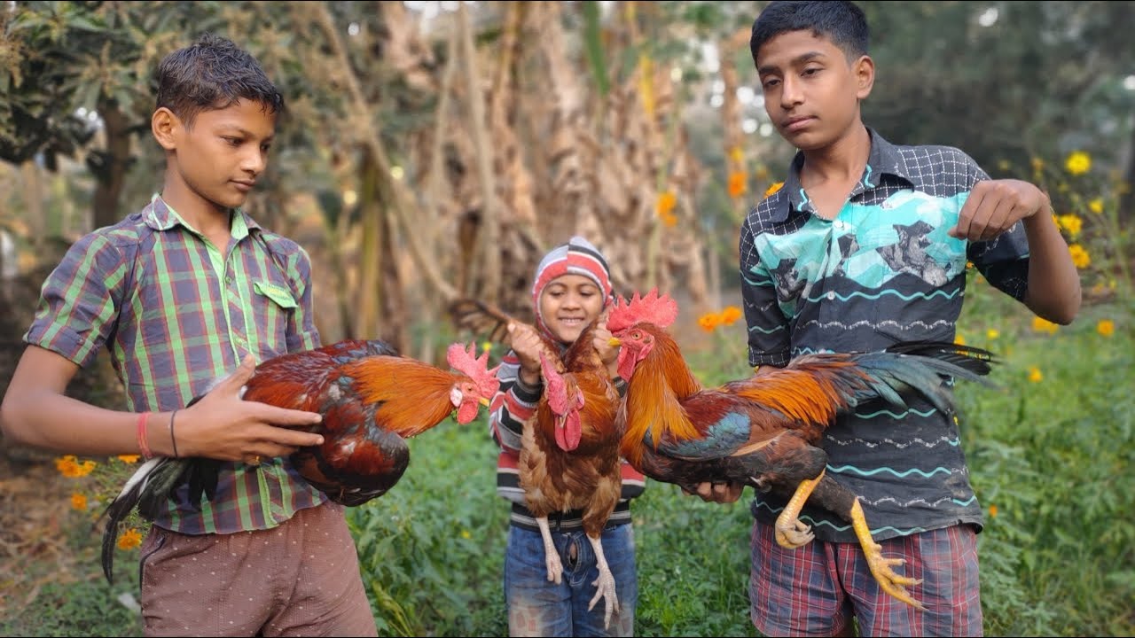 Village style catching cock, wild chiken trap, how to trap wild chicken, catching cock,
