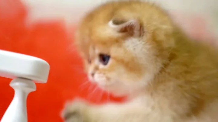 Video 11807031: scottish fold kitten, cat cutecat funnycats, cat funnycats cute, cat cutecat funny