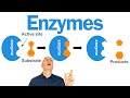 Ref:eSPR8ZGRy4g Enzymes explained for ap bio students