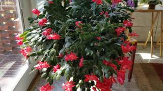 Thanksgiving Cactus Care: Watch Me Take Cuttings to Make a New Plant. How I Get My Cuttings to Root.