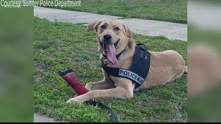 Missing K-9 in Sumter County has been found
