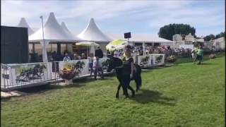 Sofia En Mufasa Voor De Eerste Ponyrennen Halen Gewoon De 2E Plaats