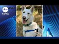 A pup's new home after surviving the Eaton fire