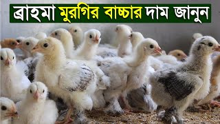 বরহম মরগর বচচর দম জনন বযস ২২ দন বরহম মরগ পলন বসতরত জনন Jago Krishi