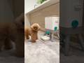 毎回こっち見るのやめて(笑)#dog
