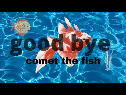 so my friend's goldfish died...