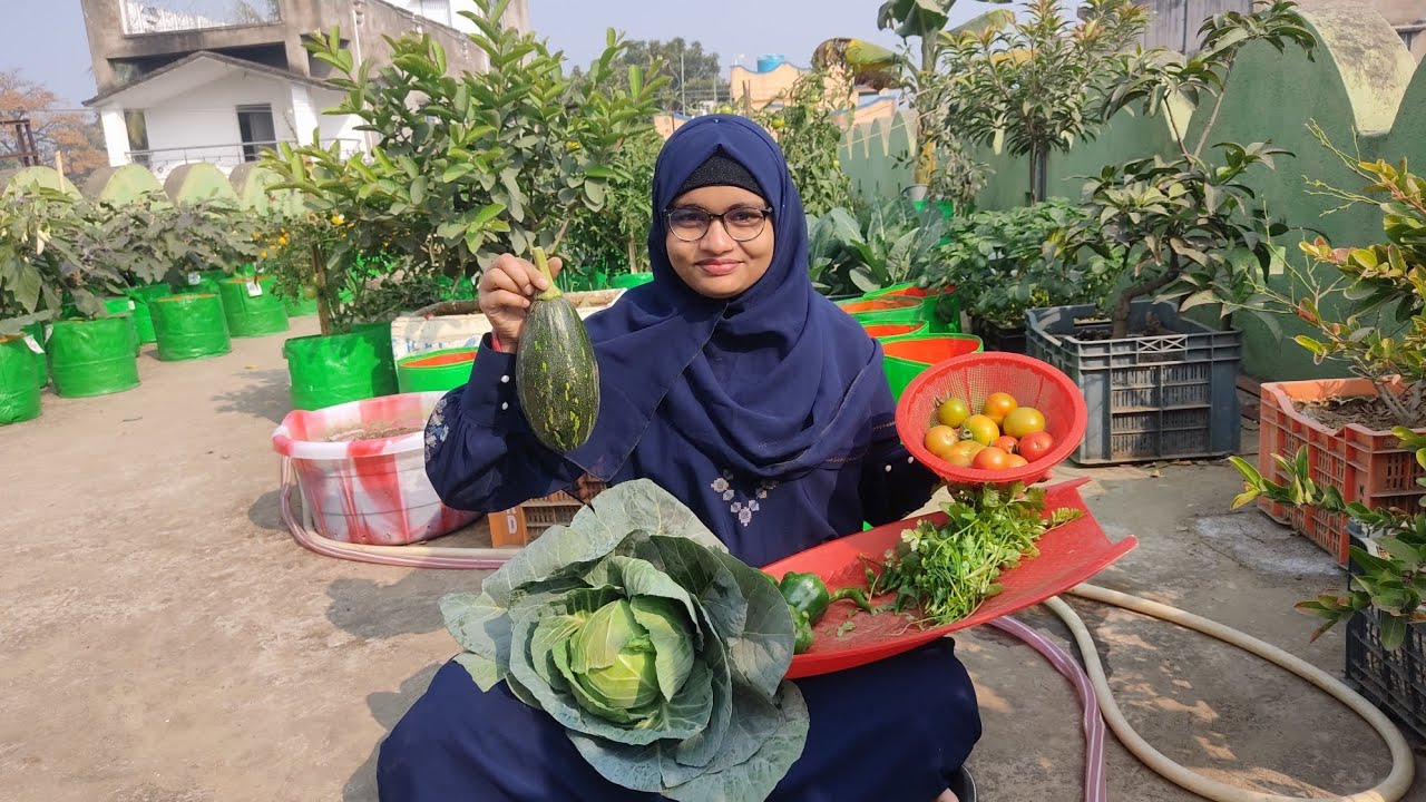 ছাদ বাগান থেকে প্রচুর সবজি হারভেস্ট করলাম।Harvesting Tomato,Cabbage&Capsicum from my Rooftop Garden