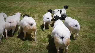 La Reforma Dorper Ep1 Cap 360