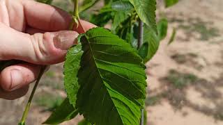 Los Olmos (Ulmus sp.)