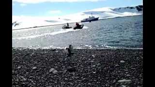 Gentoo Penguins and Chinstrap Penguins in Antarctica
