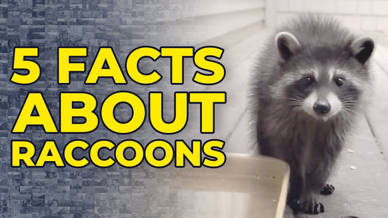 5 Facts About Raccoons YouTube