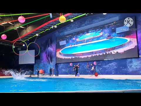 Dubai Dolphinarium, Dolphin & Seal Show