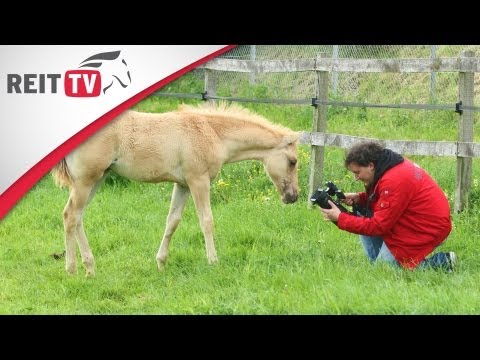 Video: Warum American Quarter Horses großartige Haustiere sind: Expertenrat von AQH-Besitzern, Trainern und Tierärzten