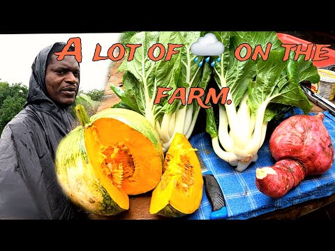 let's see the damage of rain has done on the farm ⛈️⛈️ weather