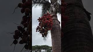 Dates are the sweet, nutrient-dense fruit of the date palm tree