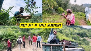 Download Lagu First Day Of Apple Harvesting // Apple Season Shuru MP3 Download Lagu First Day Of Apple Harvesting // Apple Season Shuru MP3