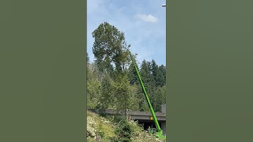 DANGEROUS TREE FALLING-TIMBER Pt 4!!