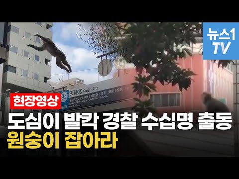 원숭이 출몰로 도심에서 벌어진 소동...일 경찰 <strong>수십명</strong> 출동