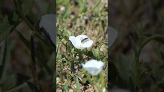 Tiny Carpenter Bee visits Silky Evolvulus flower, comes back for seconds
A tiny Carpenter Bee (Ceratina sp.) visits one of many small Silky Evolvulus (Evolvulus sericeus) flowers in bloom along a trail at Attwater Prairie Chicken National Wildlife Refuge, in Colorado County, TX, USA. Shortly after it flies off, it flies back to the same flower to continue eating. Tiny Carpenter Bee visits Silky Evolvulus flower, comes back for seconds