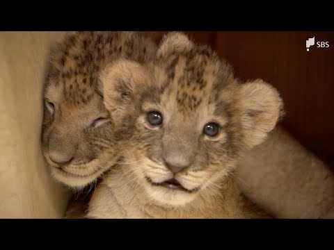 You're lucky if you can see their paw pads!