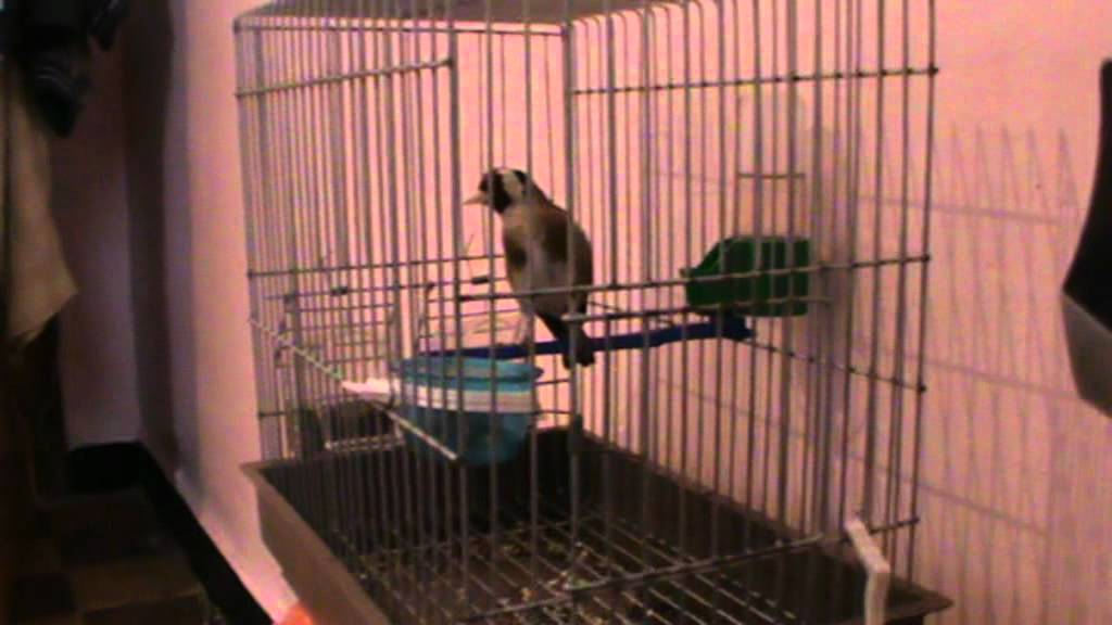 chardonneret gazret servati