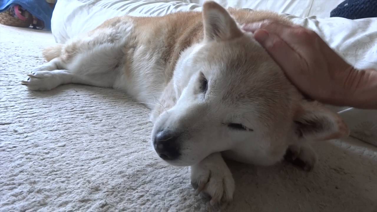 うるっとしちゃう柴犬のcm 湘南凸凹柴wan日記 Powered By ライブドアブログ