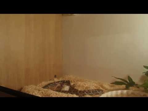 camera iphone 8 plus apk Snake Feeding #1