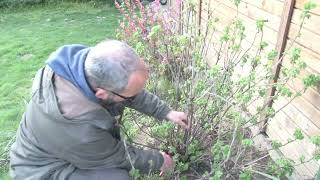 Csodakertész - Piros Ribizli Metszése