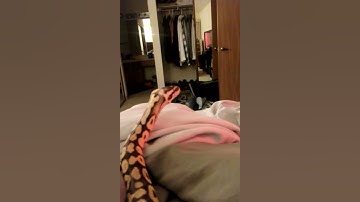 Curious Super Pastel Ball Python